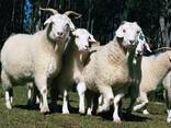 Available cashmere goats - photo 2