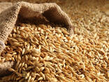 Consumer Barley - фото 1