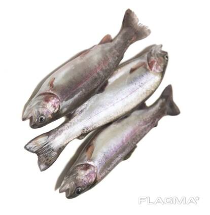 Fresh Frozen Atlantic trout Fish