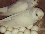 Fresh Parrot Fertile Eggs and Parrots For Sale - фото 1
