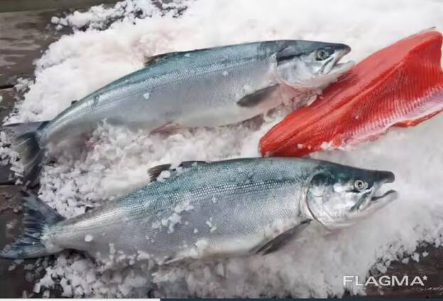 Fresh Salmon Fish