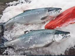 Fresh Salmon Fish