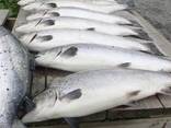 Fresh Salmon Fish - фото 2