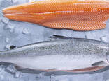 Fresh Seafood / Frozen Salmon Fish - Salmon From Norway
