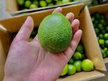 Fresh Seedless Lime from Vietnam - photo 2