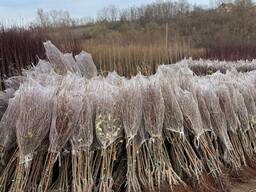 Fruit trees saplings