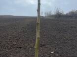 Fruit trees saplings - photo 11