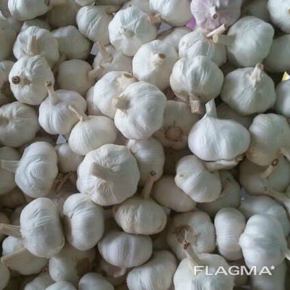 Garlic high quality