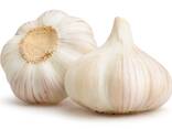 Garlic high quality - photo 2