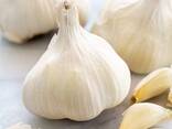 Garlic high quality - photo 3