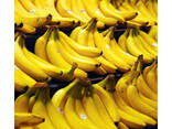 High Quality 100% G9 Cavendish Bananas for Sale in Bulk Quantity - photo 1