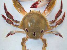 Hot Sale Wild Caught Frozen Alaskan King Crab