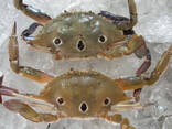 Hot Sale Wild Caught Frozen Alaskan King Crab - фото 1