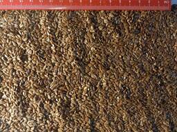 I will sell black mustard 200t. , brown flax 200t. (99.9)