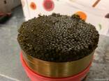 Caviar from sturgeon