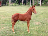 Live Horse for sale - фото 2