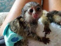 Macaco sagui-pigmeu disponível