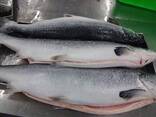 Norwegian Atlantic Salmon Fillet / Whole Round Fresh Pink Salmon For Sale/ Mackerel - фото 1