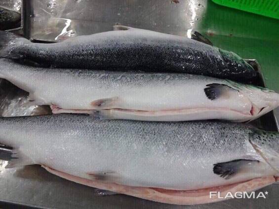 Norwegian Atlantic Salmon Fillet / Whole Round Fresh Pink Salmon For Sale/ Mackerel