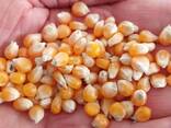 Продам кукурузу для попкорна 100 т - фото 1