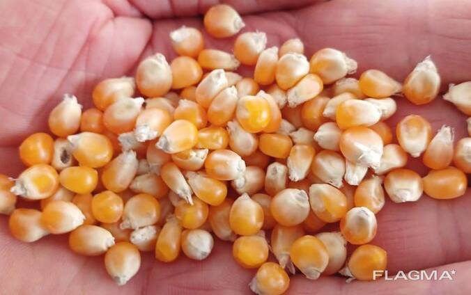Продам кукурузу для попкорна 100 т