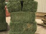 Ready Stock Alfalfa Hay / Alfalfa Baled for Export - фото 3
