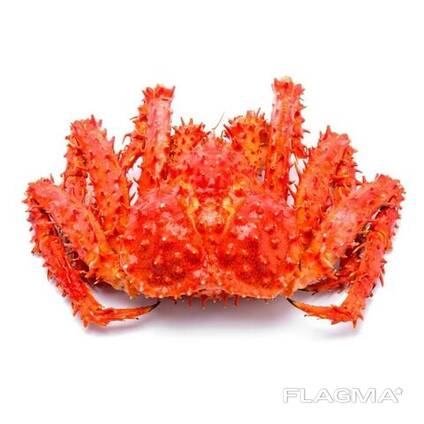 Red live king crab hot sale