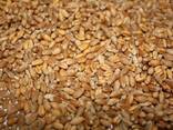 Third grade wheat - photo 1