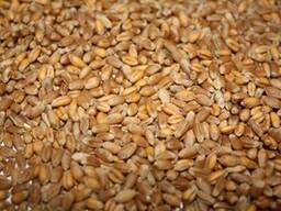 Third grade wheat