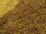 Turmeric from Vietnam - photo 6
